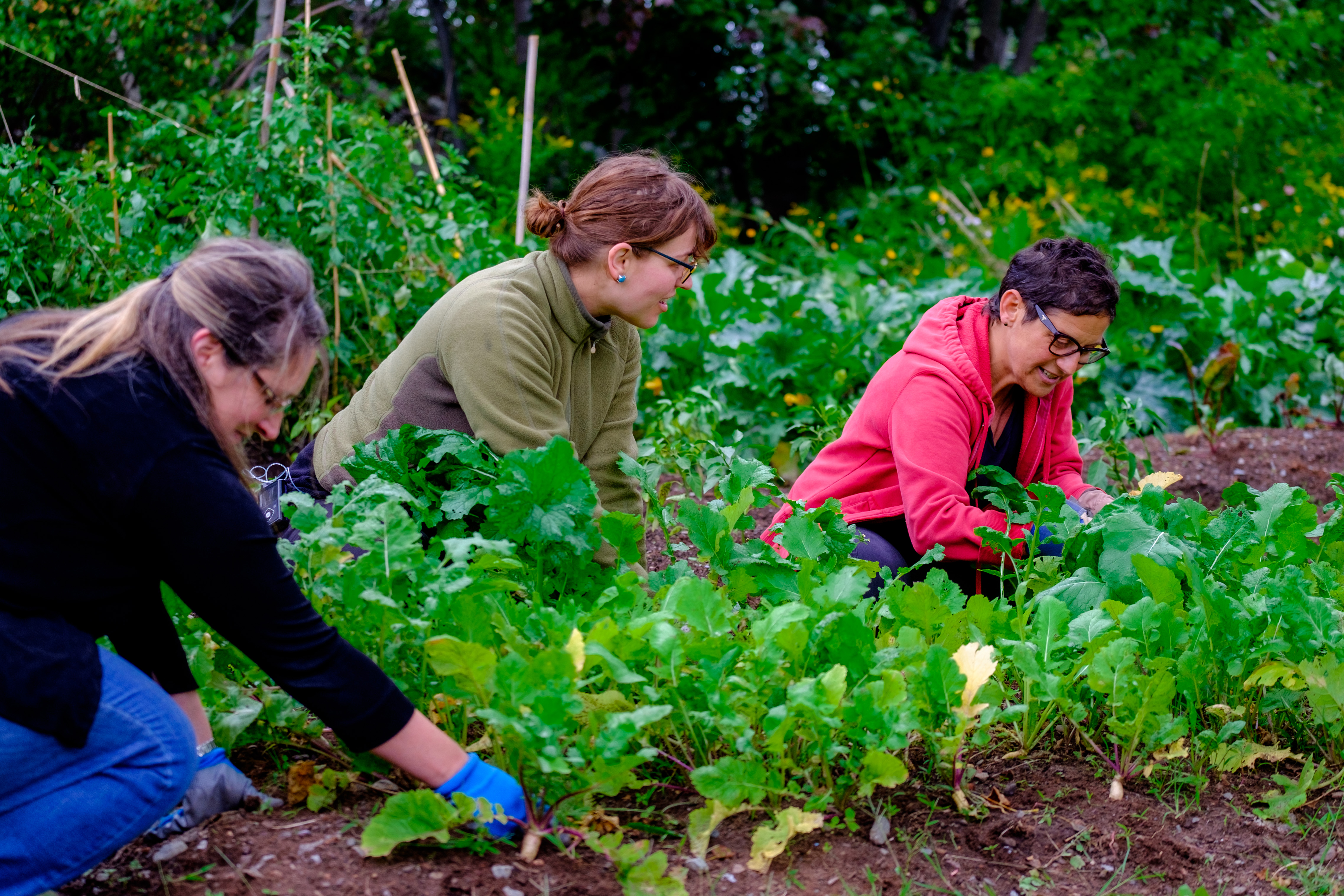 Three women working in a garden