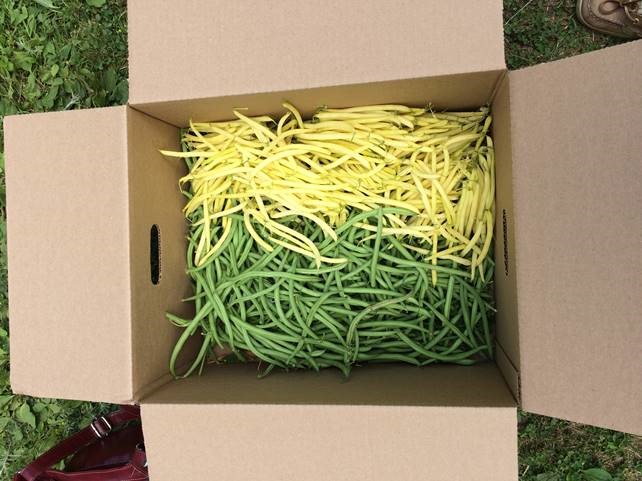 A box full of green and yellow beans