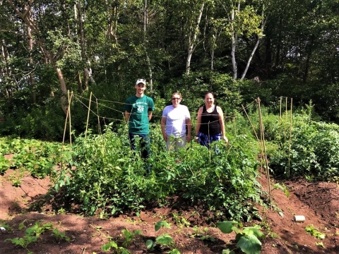 Volunteers in a garden set up tomato trellises