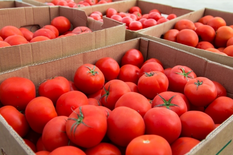 many tomatoes in six cardboard boxes