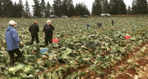 People picking cabbage in a field