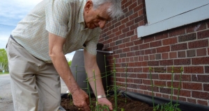 An older man leaning over in a garden touching the leaves