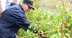 Man reaching over a raised garden bed to pick vegetables