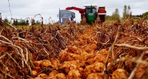 potatoes laying unharvested in a field