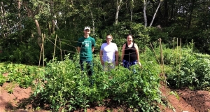 Volunteers in a garden set up tomato trellises